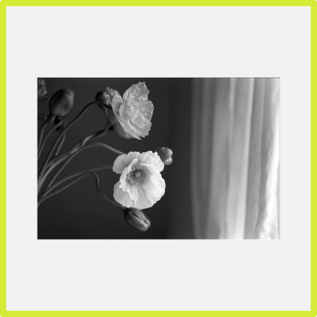 Фотоплёнка Kodak Professional Tri-X 400TX B&W 135/35 мм, 36 кадров 86670731 фото