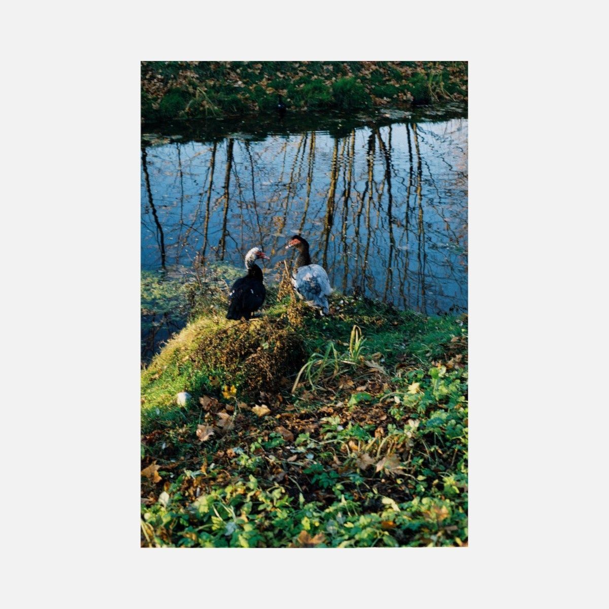 Kodak Gold 200 - 36 кад, 135/35mm (катушка) 6033997 фото