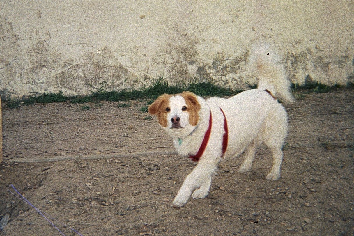 Приклад фотографії собаки, зробленої на Kodak FunSaver Max 800