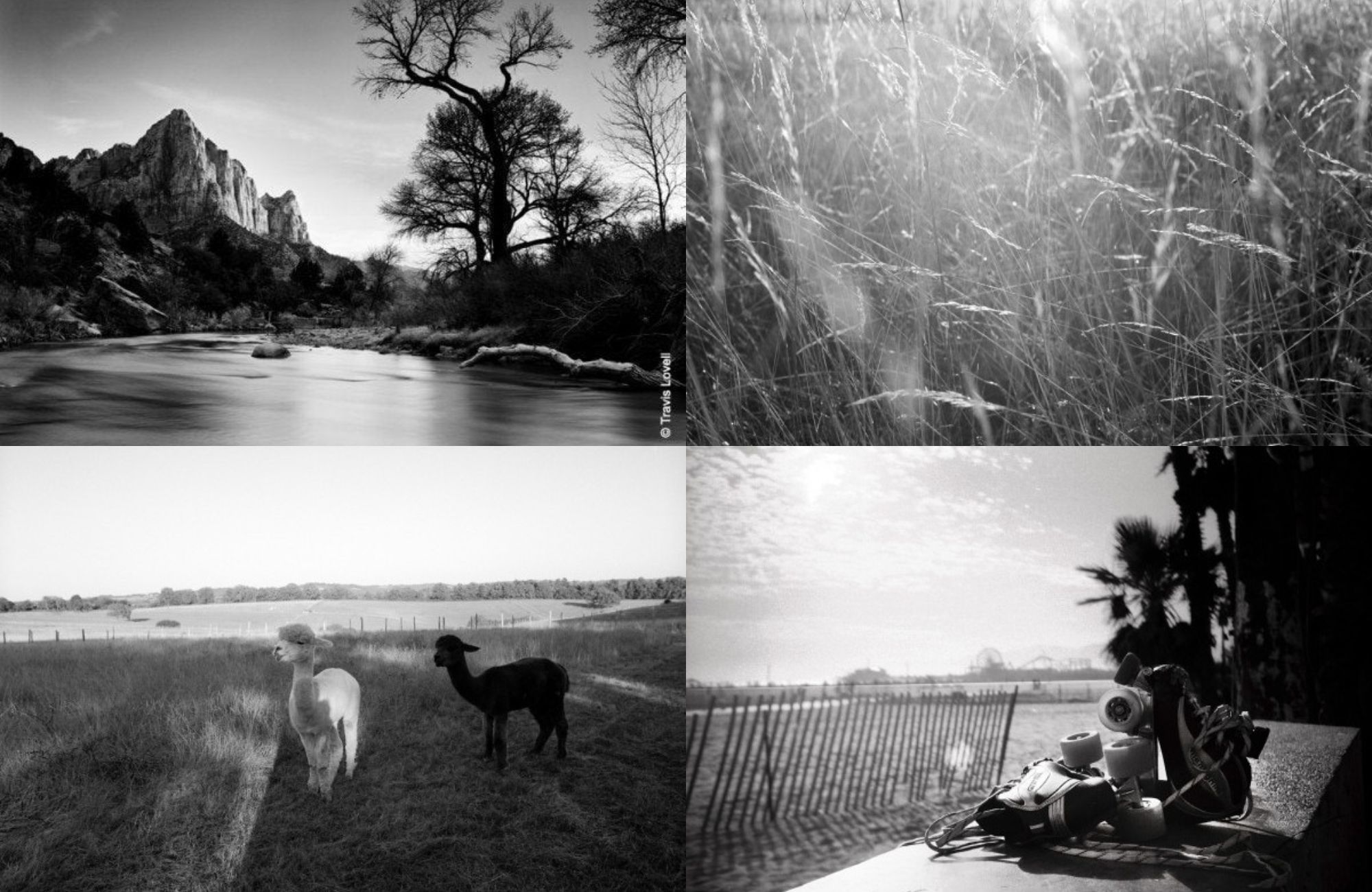 Приклади деталізованих чорно-білих фотографій, зроблених на плівку Kodak T-MAX 100