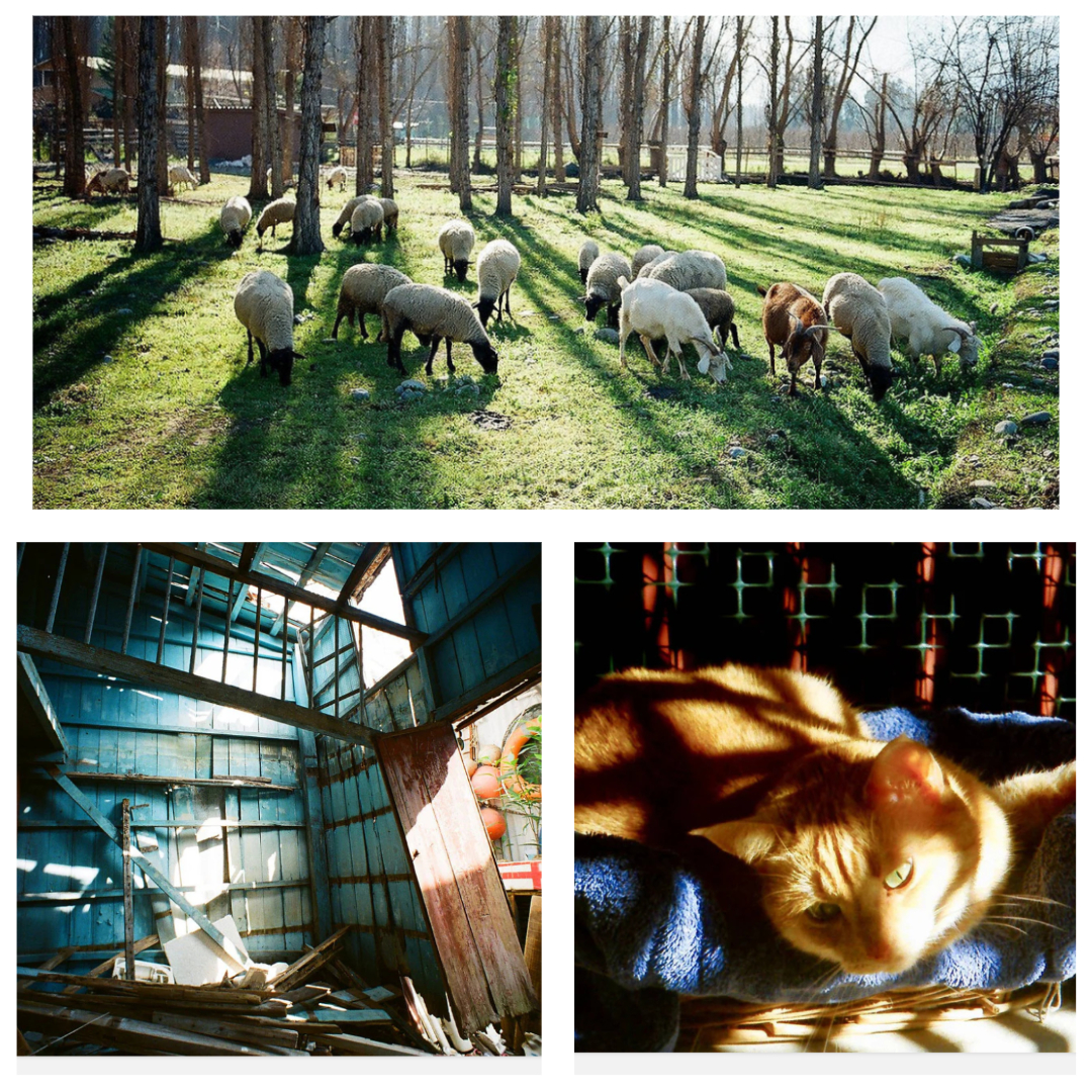 Примеры ярких цветных фотографий, сделанных на пленку Kodak UltraMax 400
